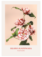 Ogawa Kazumasa Striped Camellias - Art Print